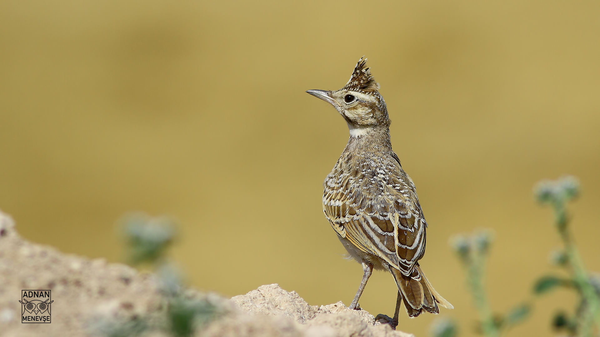 Crested Lark